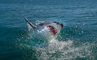美国一家人出海钓鱼 竟然钓到大白鲨
