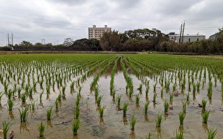 桃竹1期稻作陆续整田完成  北水局稳定供水