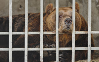 被关20年 阿尔巴尼亚最后一只圈养熊获救