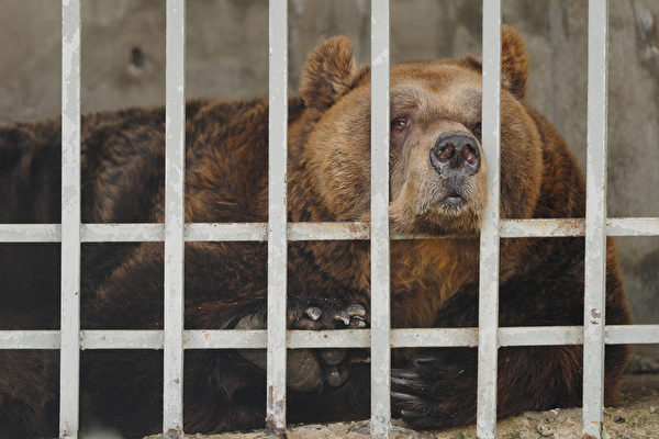 被關20年 阿爾巴尼亞最後一隻圈養熊獲救