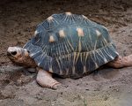 90歲首次當爸爸 美動物園老烏龜喜迎幼龜