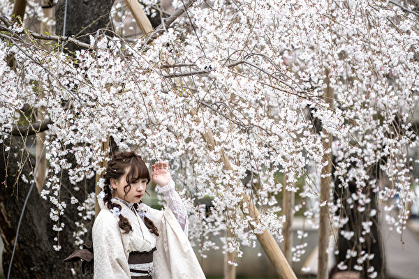 组图：日本樱花盛开 游客涌入东京赏樱