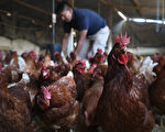 中國再現人感染H3N8禽流感病例