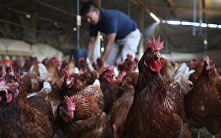 中国再现人感染H3N8禽流感病例