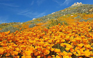 【读者分享】加州州花盛开 看花有感