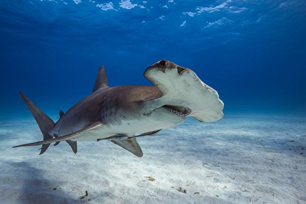 数百条鲨鱼罕见现身澳知名海滩 含极危品种