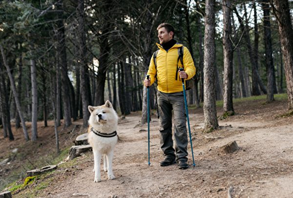 Middle-aged Caucasian Man Trekking In The Forest With His Akita