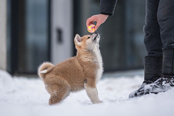 Cute Akita Inu Puppy Dancing In The Snow Crazy Dog