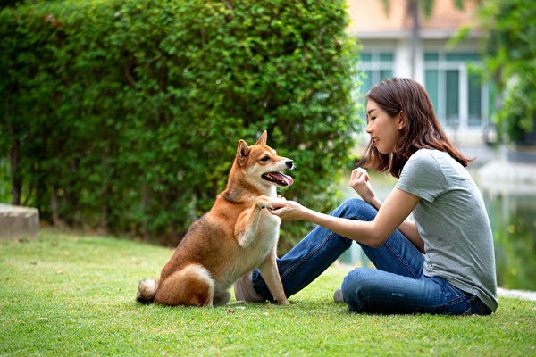 Young Asian Woman Teaching And Training Shiba Inu Dog To