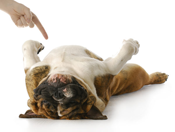 English Bulldog Playing Dead With Reflection On White Background
