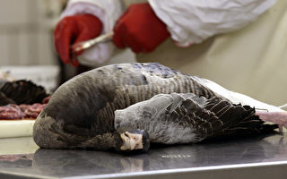 大多区又发现一群死鹅 验出禽流感病毒
