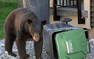 春季來臨 警惕遭遇飢餓覓食黑熊