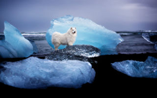 组图：萌犬在北欧极地风光中的风采