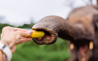柏林动物园的大象吃香蕉会剥皮 太熟的拒吃