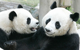 兩國關係前路坎坷？ 中美50年熊貓外交或結束