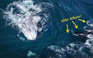 组图：30头虎鲸猎杀两头灰鲸 场面惊心动魄