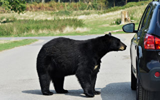 黑熊闯入加拿大女子的汽车 喝掉69罐饮料