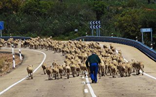 美牧羊人领2500只绵羊过马路 数百民众围观