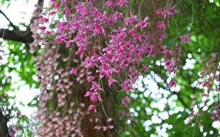 嘉義公園石斛蘭盛放 朵朵粉紅花串掛枝頭