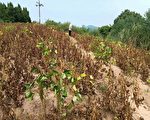 【一線採訪】 川農：種政府發的種子顆粒無收