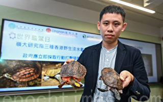 本港三种淡水龟濒临绝迹