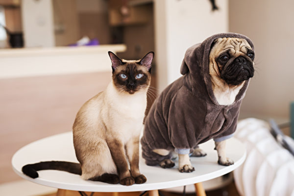 Pug And Siamese Cat At Table In Living Room