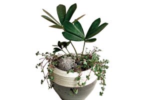組合植栽DIY：墨西哥鐵樹多層次陶盆