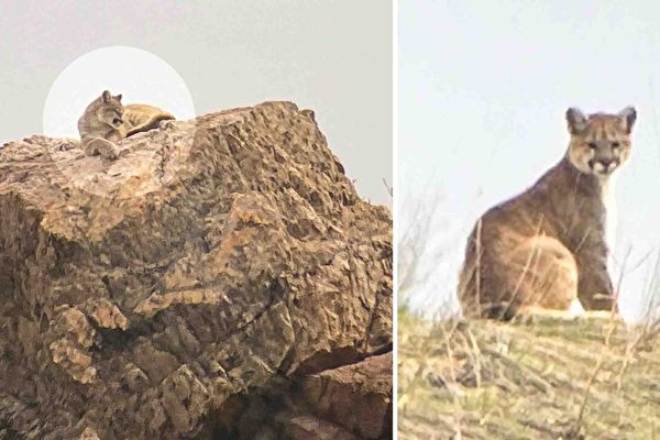 组图：女子犹他州山岭上与美洲狮邂逅 超罕见