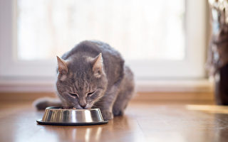 10种常见食物对小猫有害 吃了可能会死掉