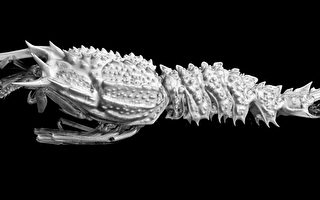 嘉大與中研院透過micro CT技術發表深海鐮蝦