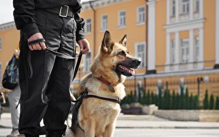 加州禁止警犬提案被搁置 或明年重新审议