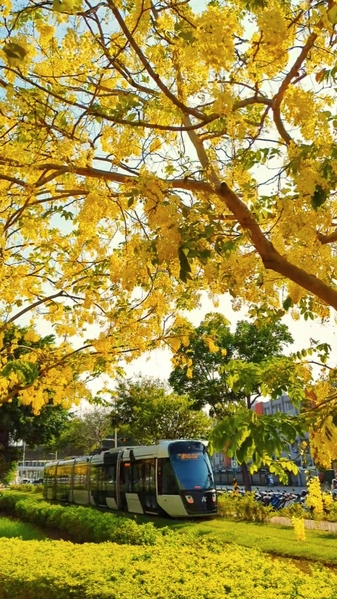 組圖：南台灣壯觀美景 「阿勒勃」黃金雨盛開