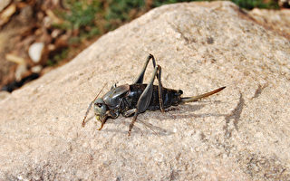 大量摩门蟋蟀入侵美国西部 危害生态系统