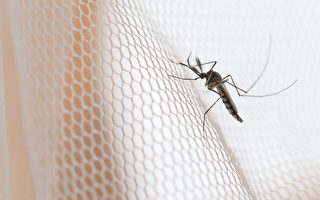 如何趕走惱人的蚊子？ 專家教你幾招