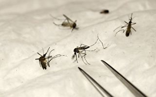 佛州和德州出现本土疟疾病例后 蚊子检测现阳性