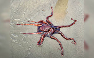 巨型章鱼搁浅海滩 游客及时发现助其脱险