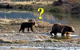 組圖：小熊過河驚慌失措 熊媽媽展示育兒技巧