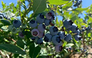 夏日「家庭日」首選活動之一：採摘藍莓