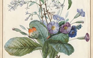 花卉之拉斐尔：完善植物版画的先驱雷杜德