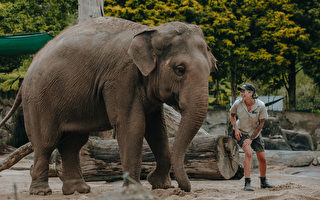 南澳莫纳托动物园再迎来两头亚洲象