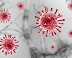 南澳发现新冠病毒变种新毒株皮罗拉