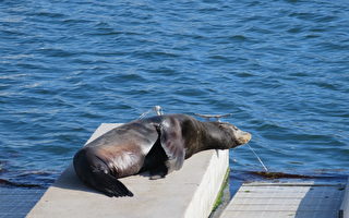 海狮鼻部插刀游至海峡群岛港 获救助脱险