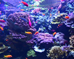 新發現：藻類通過降解細胞壁給珊瑚提供養分