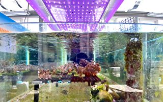 海科館、台達 打造亞洲首座零碳珊瑚保種中心