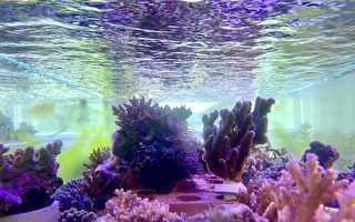 亚洲首座零碳珊瑚保种中心 海科馆开幕启用
