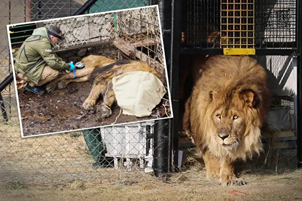 被圈養15年「世界最孤獨獅子」終回歸家園