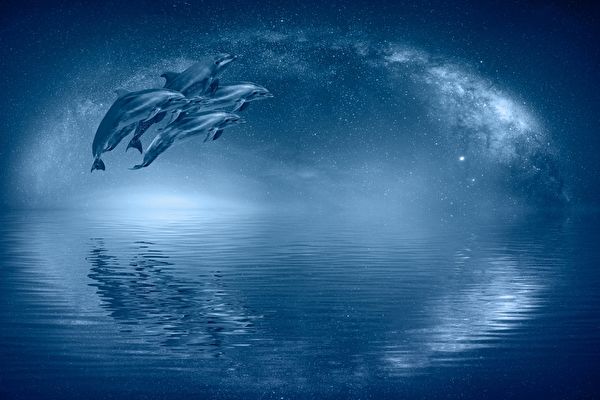 海豚在加州生物發光水域閃耀藍光的神奇時刻
