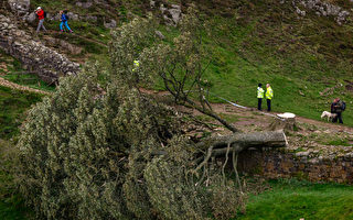 英著名地標「羅賓漢樹」被砍 警方拘捕凶手