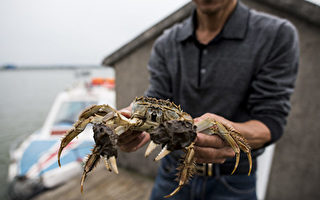 中国大闸蟹入侵 英国设网捕捞