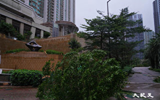 香港今年首10月近五千樹木倒塌或嚴重折斷
